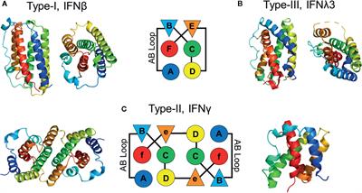 The Role of Structure in the Biology of Interferon Signaling